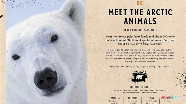 Meet the Arctic Animals